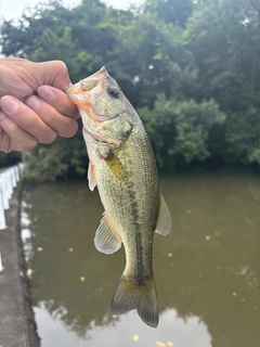 ラージマウスバスの釣果