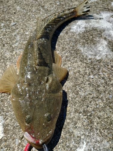 マゴチの釣果