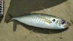 マルアジの釣果