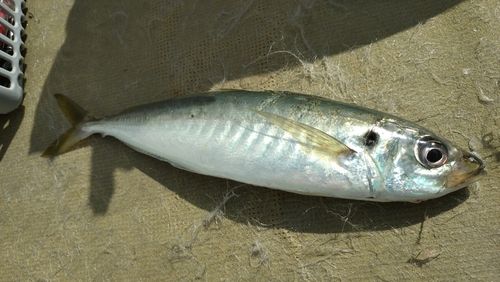 マルアジの釣果