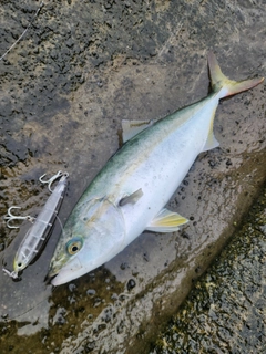 イナダの釣果