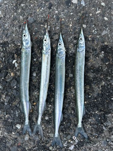 サヨリの釣果