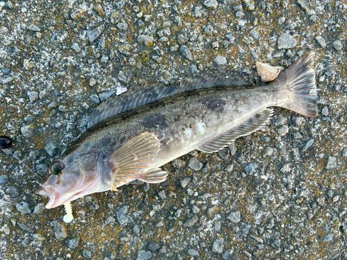 アイナメの釣果