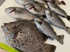 イシガキダイの釣果