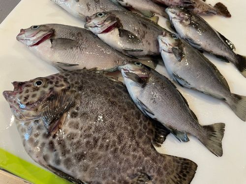 イシガキダイの釣果
