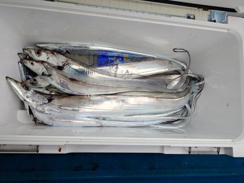 タチウオの釣果