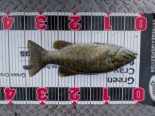 スモールマウスバスの釣果