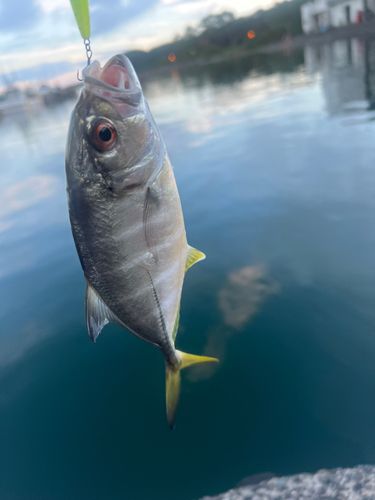 ギンガメアジの釣果