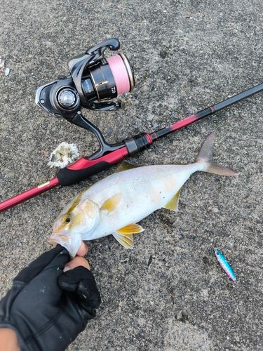 ショゴの釣果