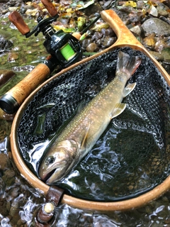 イワナの釣果