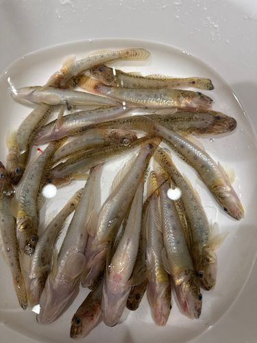 ハゼの釣果
