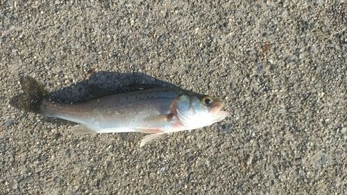 セイゴ（ヒラスズキ）の釣果