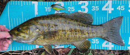 スモールマウスバスの釣果