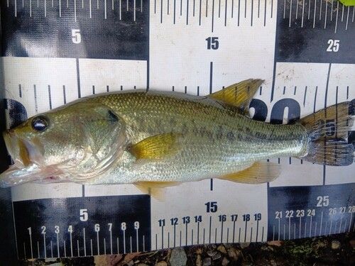ラージマウスバスの釣果