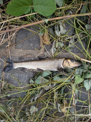 ニゴイの釣果