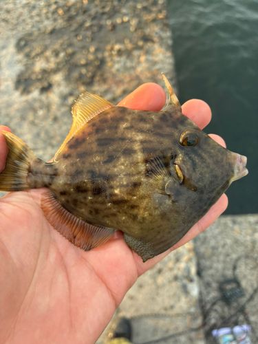 カワハギの釣果