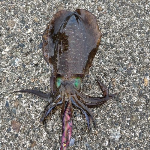 アオリイカの釣果