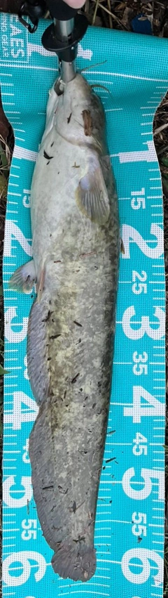 ナマズの釣果