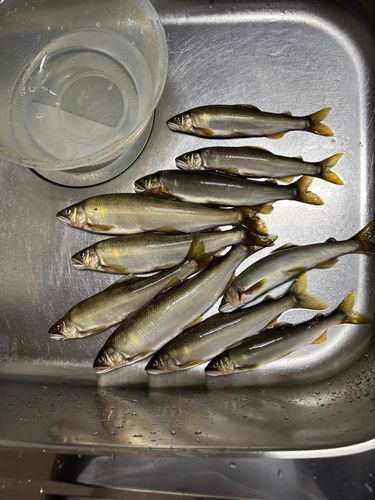 アユの釣果