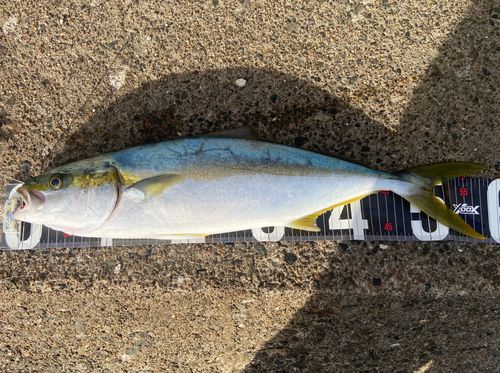ヒラマサの釣果