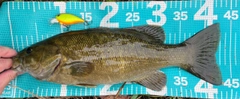 スモールマウスバスの釣果
