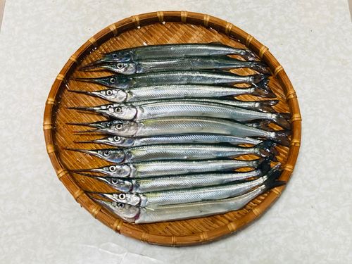 サヨリの釣果