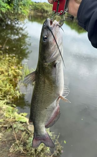 アメリカナマズの釣果
