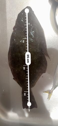 ヒラメの釣果