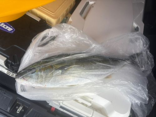 ヒラマサの釣果