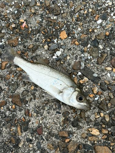 セイゴ（ヒラスズキ）の釣果