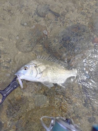 ミナミクロダイの釣果