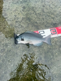 グレの釣果