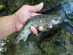 ヤマメの釣果