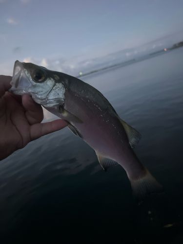 ヒラスズキの釣果