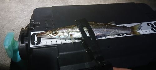 カマスの釣果
