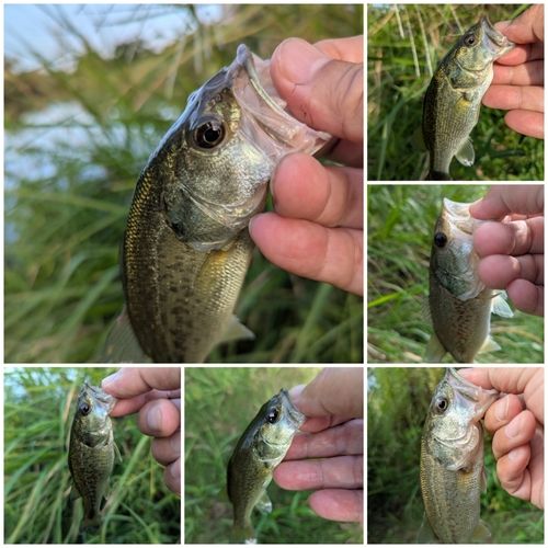 ブラックバスの釣果