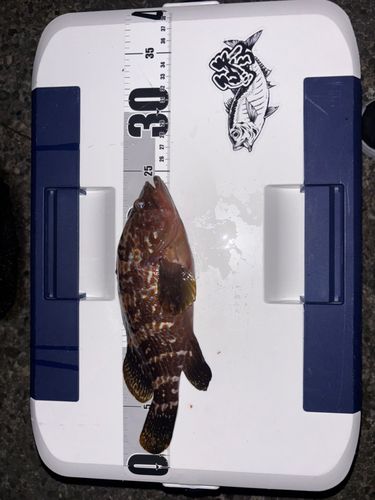 キジハタの釣果