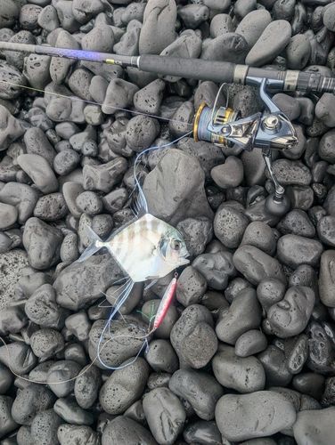 イトヒキアジの釣果