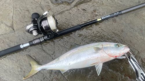 イナダの釣果