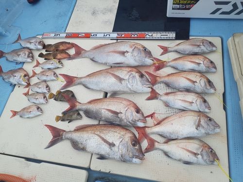 タイの釣果