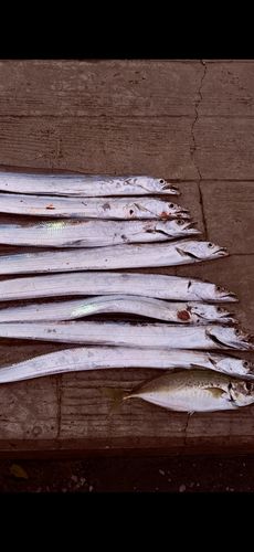 タチウオの釣果
