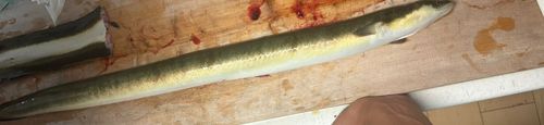 ウナギの釣果
