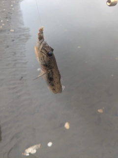 ハゼの釣果