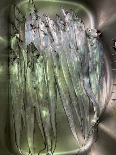 タチウオの釣果