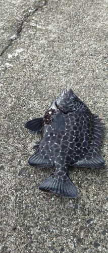 イシガキダイの釣果
