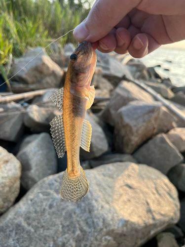 ハゼの釣果