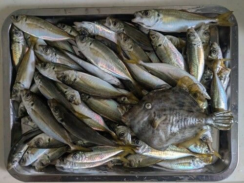 アジの釣果
