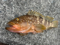 アコウの釣果
