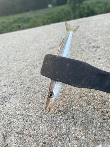 カマスの釣果
