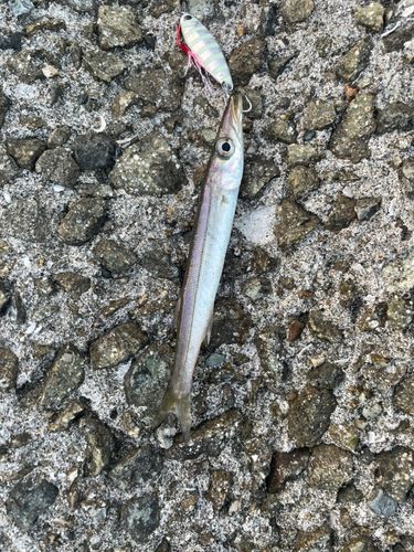 カマスの釣果